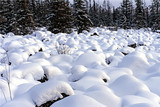 沃雪