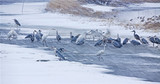 临风沐雪