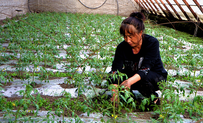 棚菜花開春意濃（勤得利大棚蔬菜助農(nóng)增收）DSC_1225.JPG