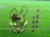 中国粮食 中国饭碗