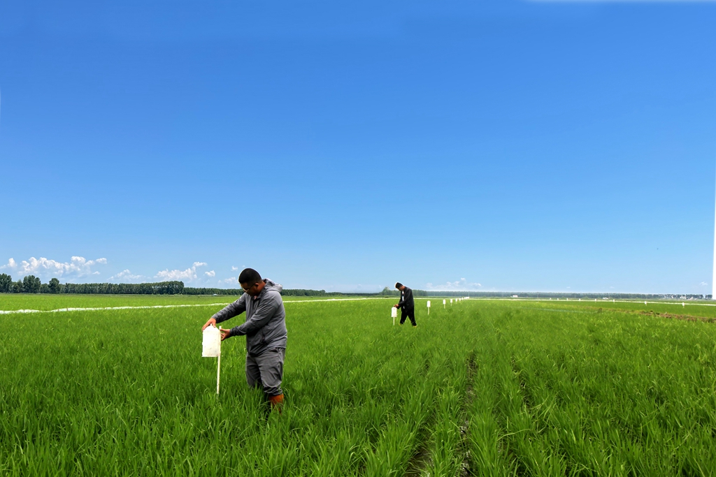 北大荒农业股份八五四分公司富荣管理区技术人员正在田间安装诱虫器，采取物理防治等环境友好型措施减少水稻发生虫害几率，保障水稻种植效益。_副本.jpg