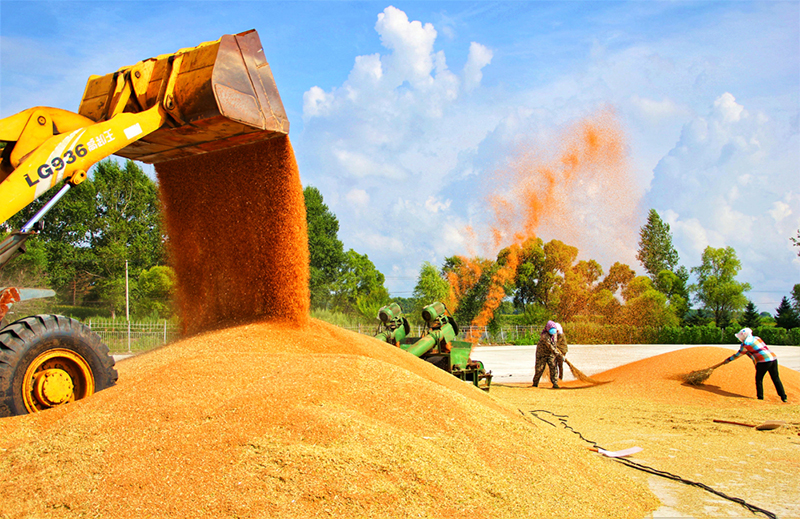 建设农场有限公司：有机小麦收获忙。许颖献 供稿2.jpg