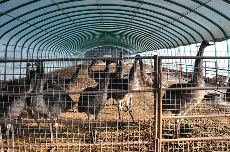 广西桂林鸵鸟养殖场图片