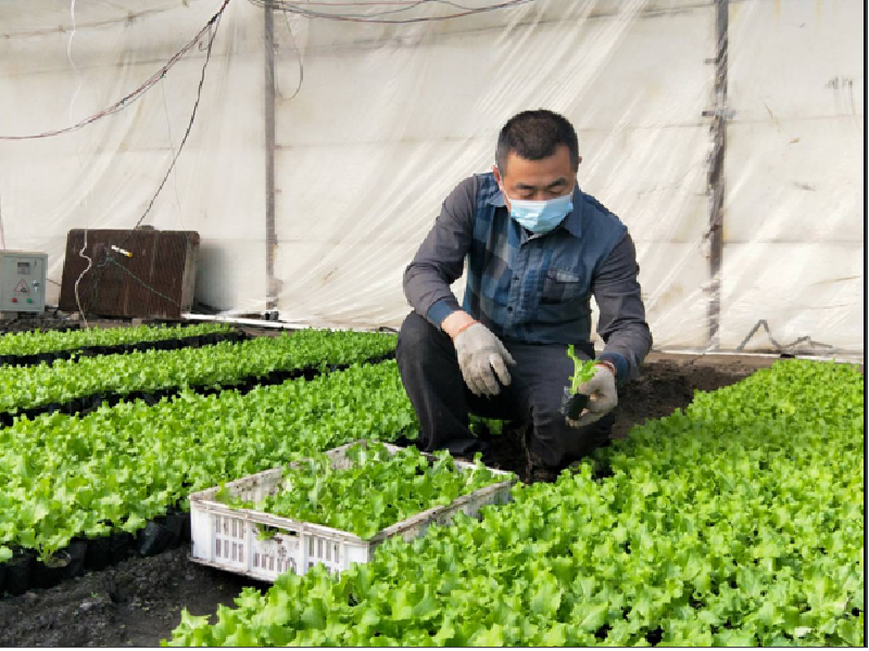 新华分公司集团化运营肥料已到位80001.png